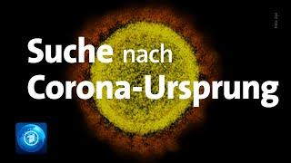 Corona-Pandemie: Suche nach Virus-Ursprung