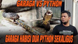 SATU MANGSA TIDAK CUKUP BUAT GARAGA !! PANJI KASIH DUA ULAR PYTHON SEKALIGUS !!