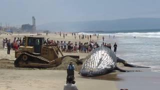 PT 2 - Moving the Beached Humpback Whale at Dockwiler Beach 7/1/16