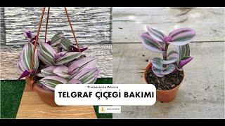 Telgraf Çiçeği Bakımı Nasıl Yapılır? | Tradescantia Zebrina