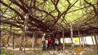 Shady Lady: The world's largest rose bush