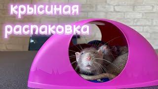 Зоопокупки для крыс  | Товары для крыс