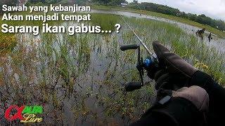 Asiknya mancing ikan gabus di sawah yang kebanjiran || Casting gabus haruan sawah