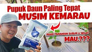 RECOMMENDED. PUPUK PALING TEPAT MUSIM KEMARAU - Agar Tanaman Subur & Lebat | Meroke MAP | Mutiara