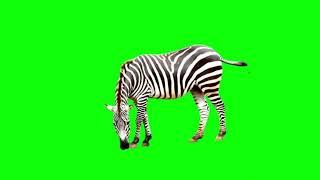 Zebra green screen video no copyright / Zebra green background video / Chroma key video