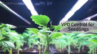 VPD Control for Seedlings