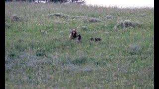 Into the Grizzly Zone - this is an amazing place, but know that grizzlies are everywhere.