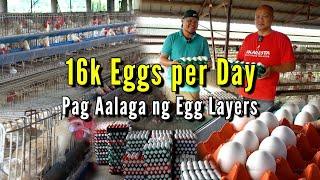 16k Eggs per Day - Pag Aalaga ng Egg Layers