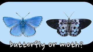 [1] What is a butterfly?