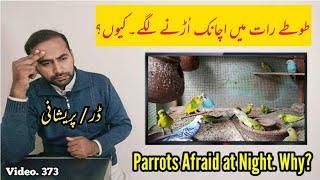 Why Parrots Are Afraid at Night? Totey Rat me q fly krny lgty hn? in Urdu By |Arham|., Video. 373