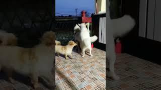 When-your-female-dog-try-to-rape-your-male-dog kind of situation  #dog #doglover #funnyshorts