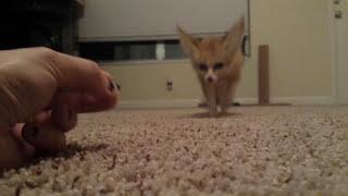 Scout the fennec fox returns!