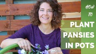 How to Plant Pansies in Pots