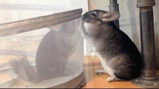 Male Chinchillas Fighting Hard! ..Or Hardly Fighting?