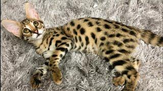  So, you want a Savannah Cat ?