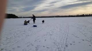 sled dogs #Springador sled dog!
