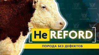 Герефорд — КРС без дефектов? История, содержание, откорм, рентабельность. Где купить?