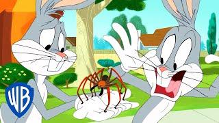 Looney Tunes auf Deutsch   | Angst vor Spinnen? | WB Kids