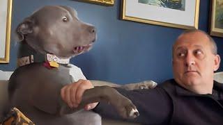 Funny Dog and Human That will Brighten Up Your Day 