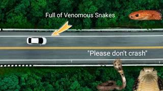 Moving 50 Venomous Snakes Across the Country