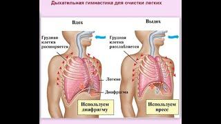 Три упражнения при поражении лёгких