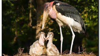 Marabou stork with their royal eggs hatching adorable chicks / nesting inclubating