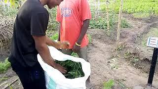 Ugwu leaves Harvest