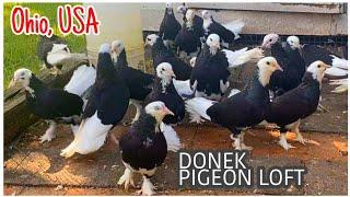 Donek Pigeon Loft, Ohio, USA