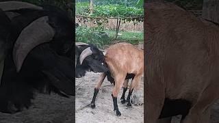 Lots of two goats they do very beautiful surprising shoots which we enjoy2023 Episode :534