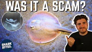 Charlotte the Stingray: The BIGGEST Hoax of 2024?