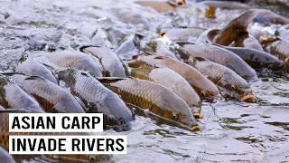 The Fight Against America’s Most Hated Fish: Asian Carp