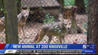 New animal at Zoo Knoxville