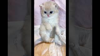 #trending #youtube #animalbloggers #animalslove #Catslove #explorepage #foryou