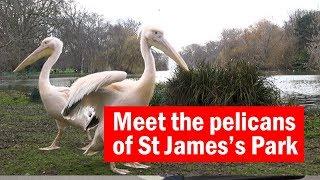 Meet the pelicans of St James's Park | City Secrets | Time Out London