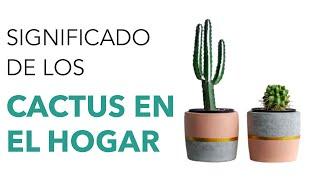 Significado de LOS CACTUS en el HOGAR   ¡REVELADO!