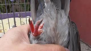 Поймал ещё одного домашнего голубя на улице без пальца , проблема ненужных голубей.