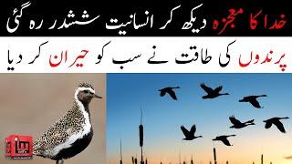 How this Bird Will Increase Your Faith in Allah | Golden Plover The Miracle Bird | Faiq Malik| IM Tv