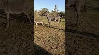 donkey sex video #viral #youtubeshorts #shorts #sexy