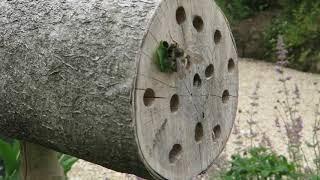 How to make a very simple bee hotel that works