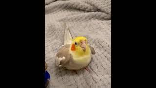 cockatiel drops a beat to cookie song again