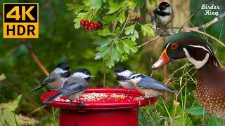 Cat TV for Cats to Watch  Beautiful Backyard Birds and Silly Ducks  8 Hours(4K HDR)