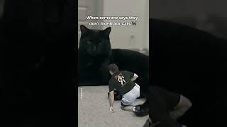 ??: I Don’t Like (Black) Cats ‍⬛ This Is What I’ll Do! #shorts #short #cat