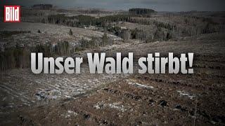 Erschreckenede Drohnen-Bilder: Waldsterben im Harz – Deutsche Wälder vor dem Kollaps