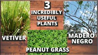 3 Plants You Should Have at Any Tropical Permaculture Garden | Vetiver, Peanut Grass, Madero Negro