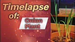 Time lapse of my growing onion plant in the basement using Sony a5000 #timelapsevideo #offgrid
