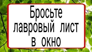 Бросьте лавровый лист в окно. | Тайна Жрицы |