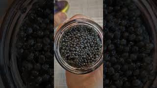 Beluga caviar |The most expensive and best type of caviar