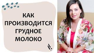 Как работает ЛАКТАЦИЯ? Грудное вскармливание. Выпуск 24