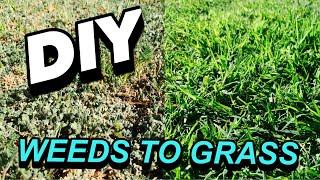 HOW TO TURN WEEDS INTO GRASS