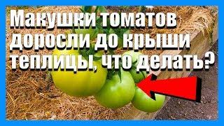 Помидоры очень высокие что делать? Как прищипывать томаты?